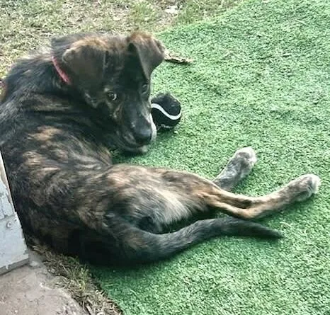 A baby medium-sized female Brindle Plott Hound dog named Rose for adoption in Wolcott, CT