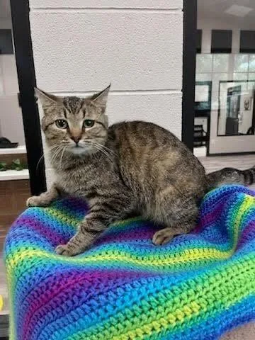 A young large-sized male Domestic Short Hair cat named Dawson for adoption in Dalton, GA