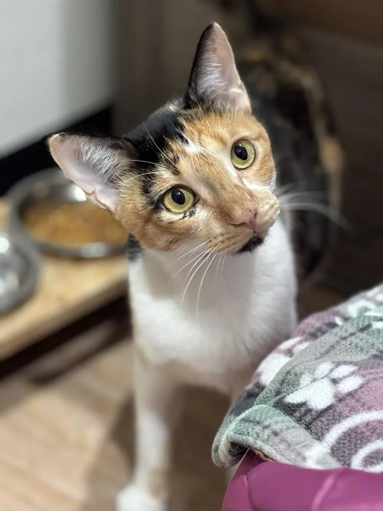 Camellia thumbnail 2