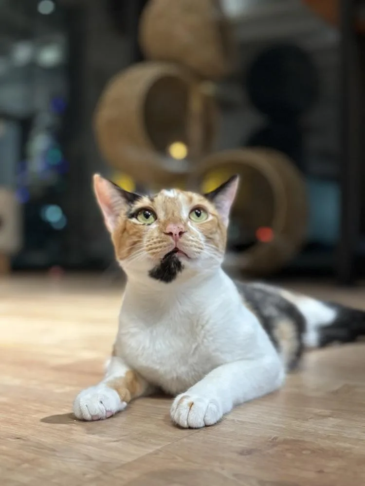 Camellia thumbnail 3