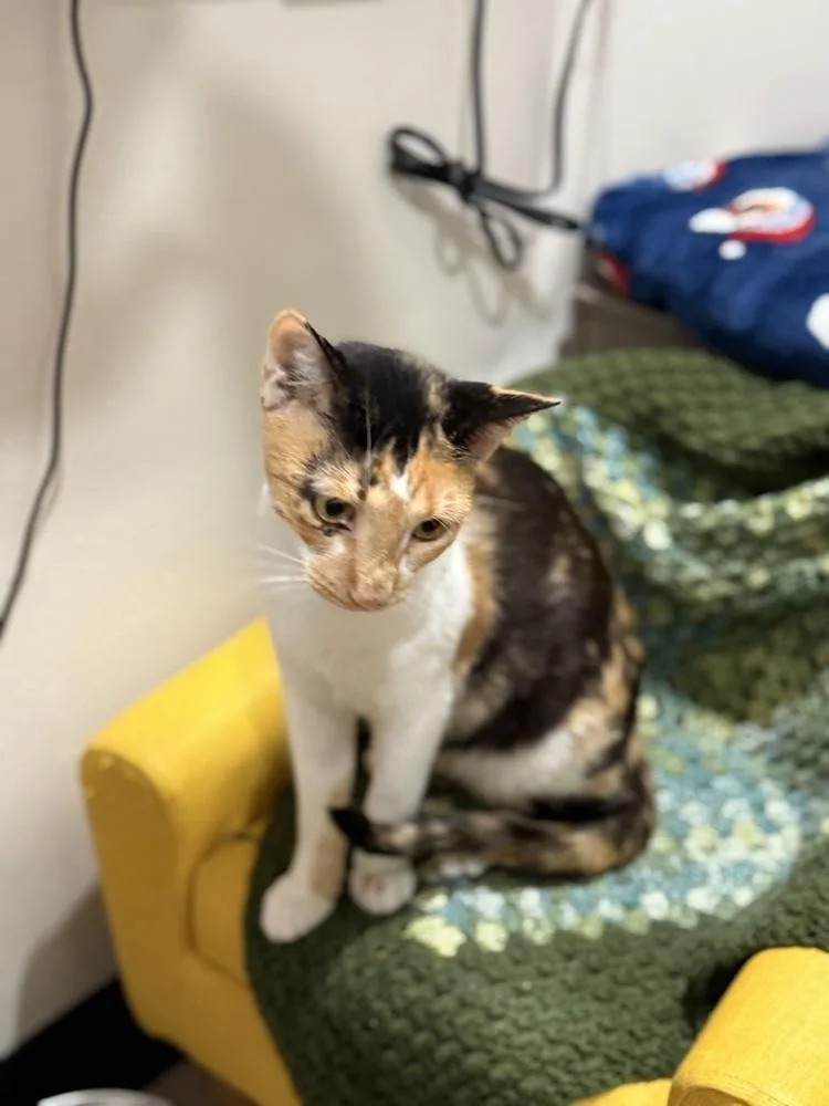 Camellia thumbnail 4