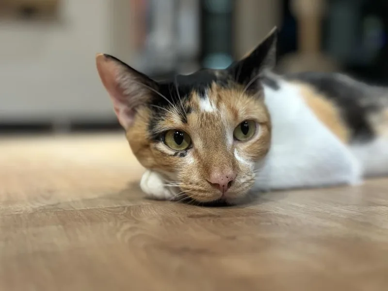 Camellia thumbnail 5