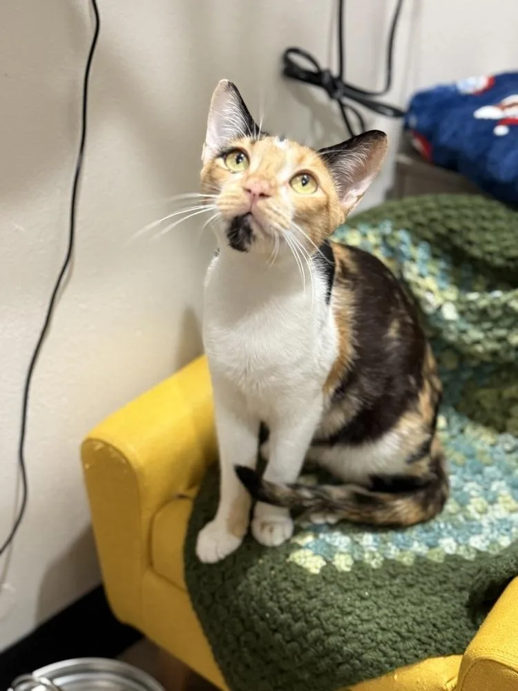 Camellia thumbnail 6