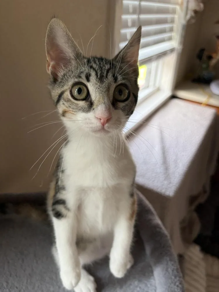 A baby small-sized male Tabby (Brown / Chocolate) Domestic Short Hair cat named Tiger for adoption in Duxbury, MA