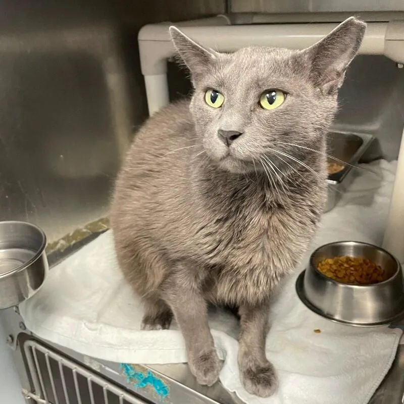 An adult medium-sized male Domestic Short Hair cat named Ace for adoption in Roanoke, VA
