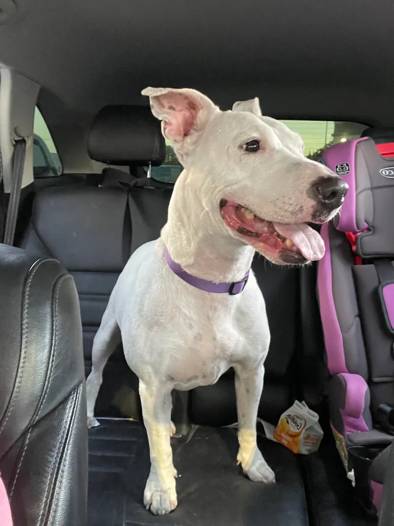 An adult medium-sized female Bull Terrier dog named Ashton for adoption in Rocklin , CA