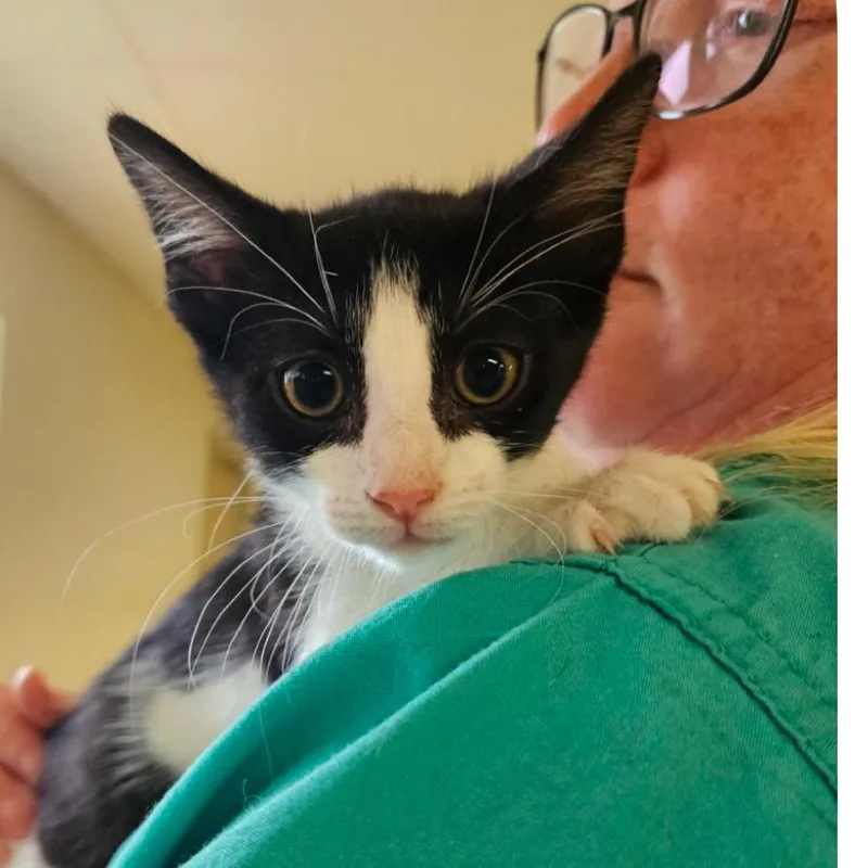 A baby small-sized female Black Domestic Short Hair cat named Hungry Hungry Hippo for adoption in Hattiesburg, MS