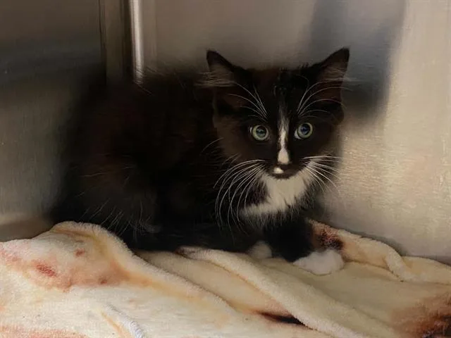 A baby small-sized male Domestic Short Hair cat named Slider for adoption in Tustin, CA