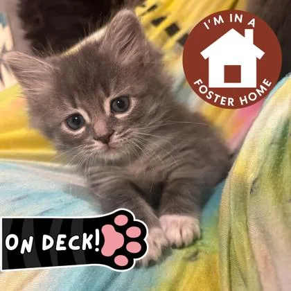 A baby small-sized male Domestic Short Hair cat named Ron Weasley for adoption in Janesville, WI