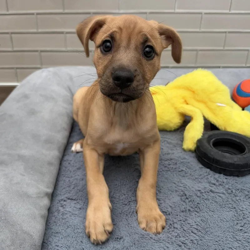 A baby small-sized female Yellow / Tan / Blond / Fawn Mixed Breed dog named Wanda for adoption in Jupiter, FL