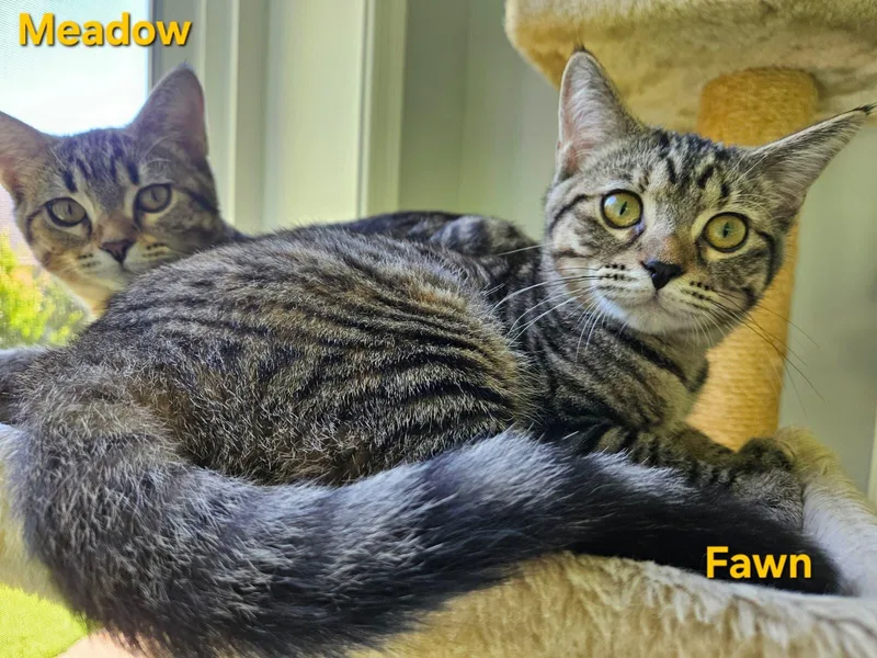Fawn thumbnail 2