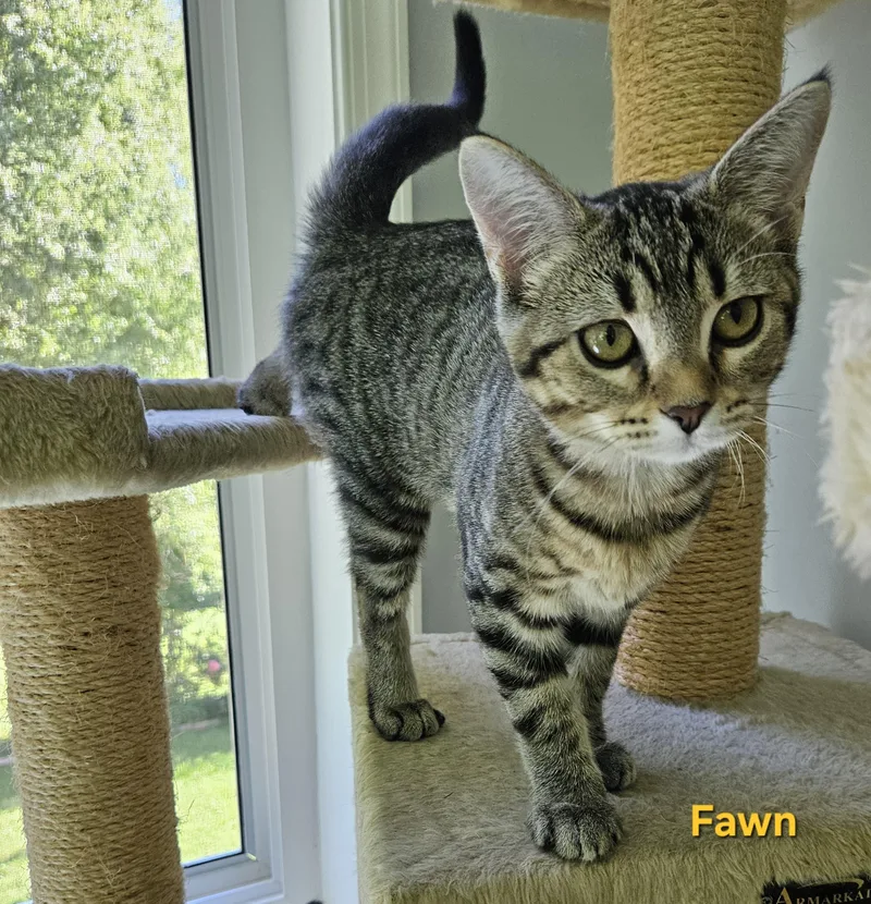 Fawn thumbnail 5