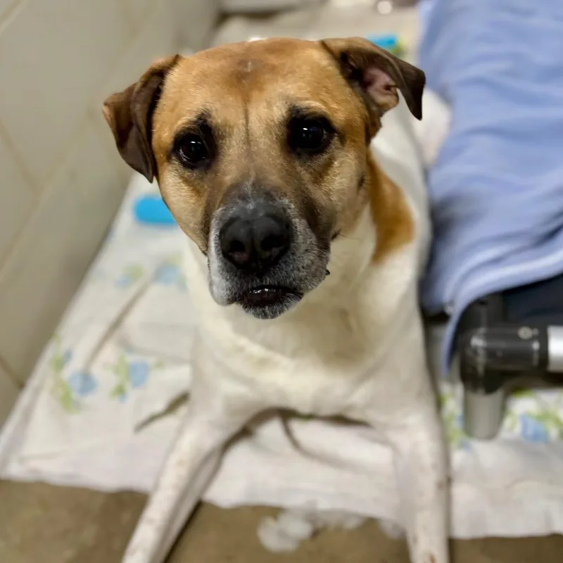 An adult large-sized female White / Cream Mixed Breed dog named Marday for adoption in Grand Rapids, MI