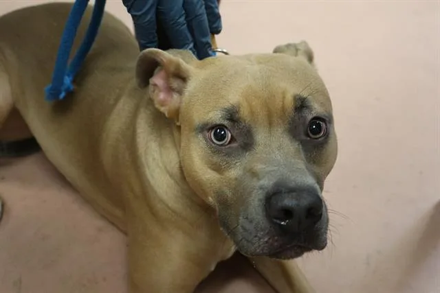 A young small-sized female Mixed Breed dog named Sadie for adoption in Columbia, SC