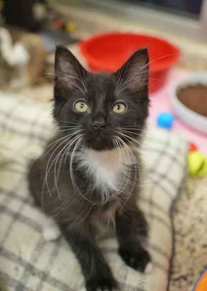 A young small-sized male Domestic Medium Hair cat named Scootaloo for adoption in Aiken, SC
