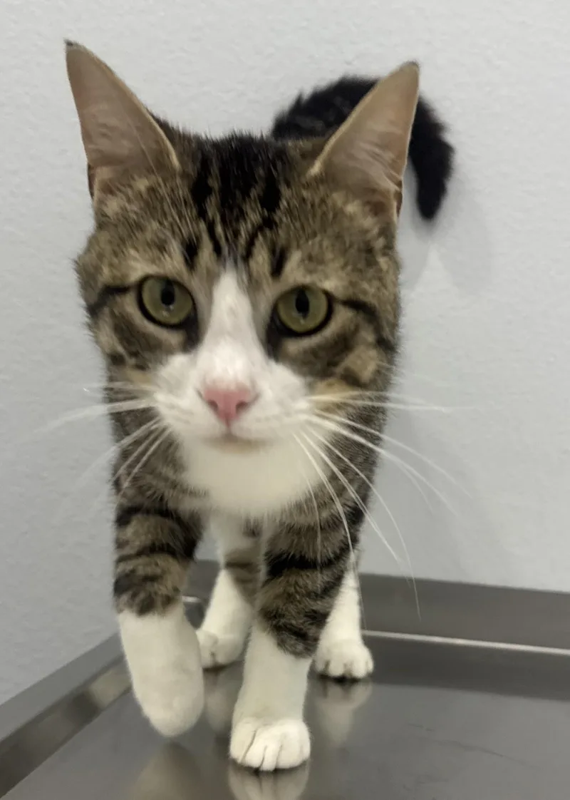 An adult medium-sized male Tabby (Brown / Chocolate) Domestic Short Hair cat named Lincoln for adoption in Pella, IA