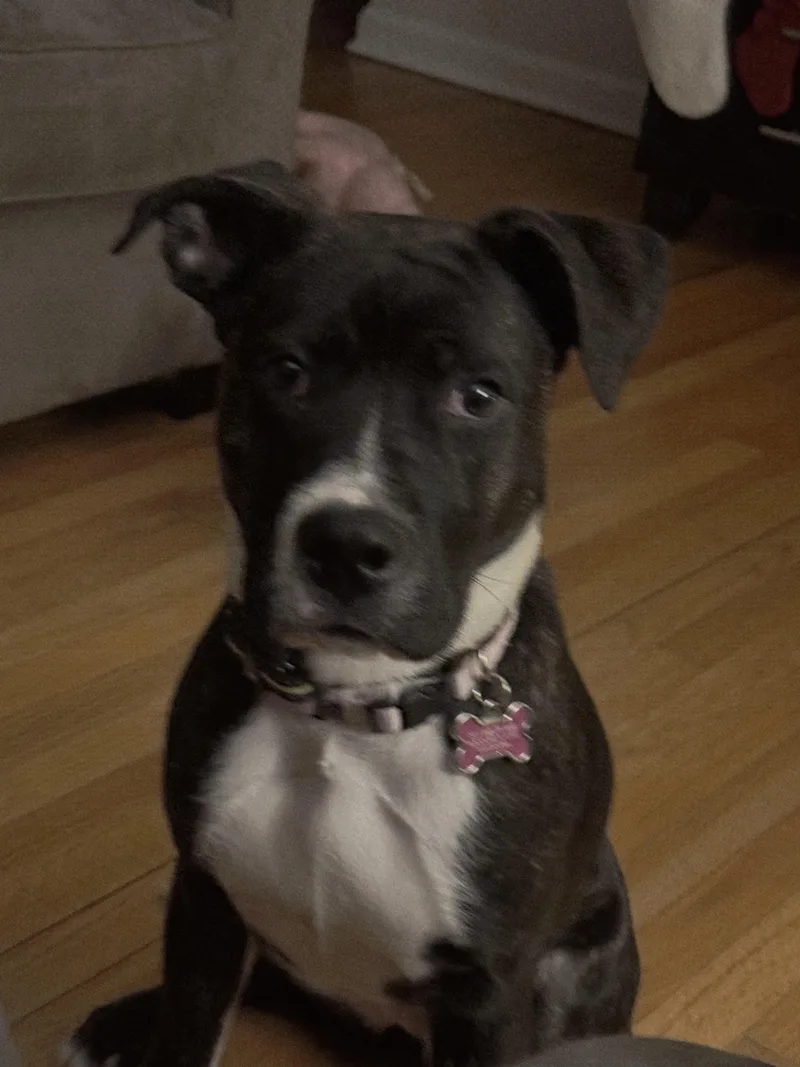 A young medium-sized female American Bully dog named Phoebe Scroll To Typed for adoption in Rockford, IL