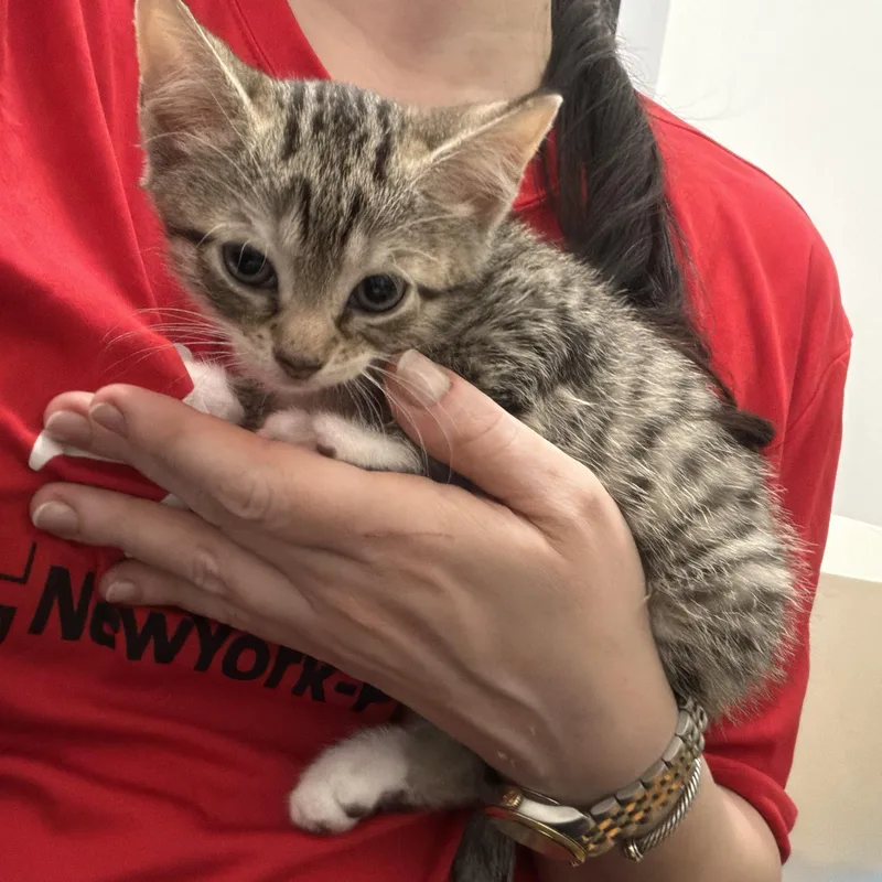 A baby small-sized female Tabby (Gray / Blue / Silver) Domestic Short Hair cat named Karma for adoption in Staten Island, NY