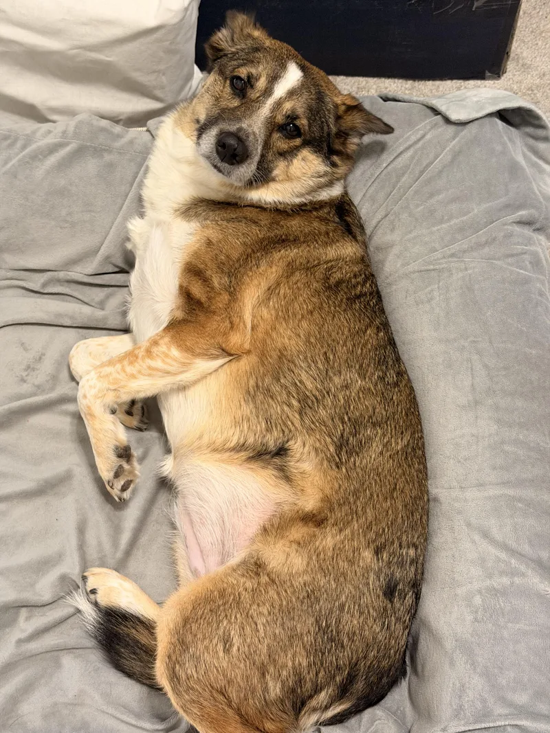 An adult medium-sized female Tricolor (Brown, Black, & White) Australian Cattle Dog / Blue Heeler dog named Penny Cirkle for adoption in Houston, TX