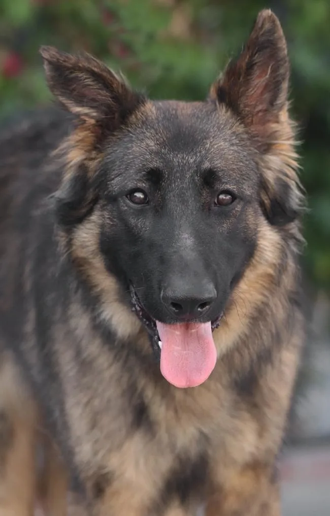 A young large-sized male Sable German Shepherd Dog dog named Rain Von Rennau for adoption in Los Angeles, CA
