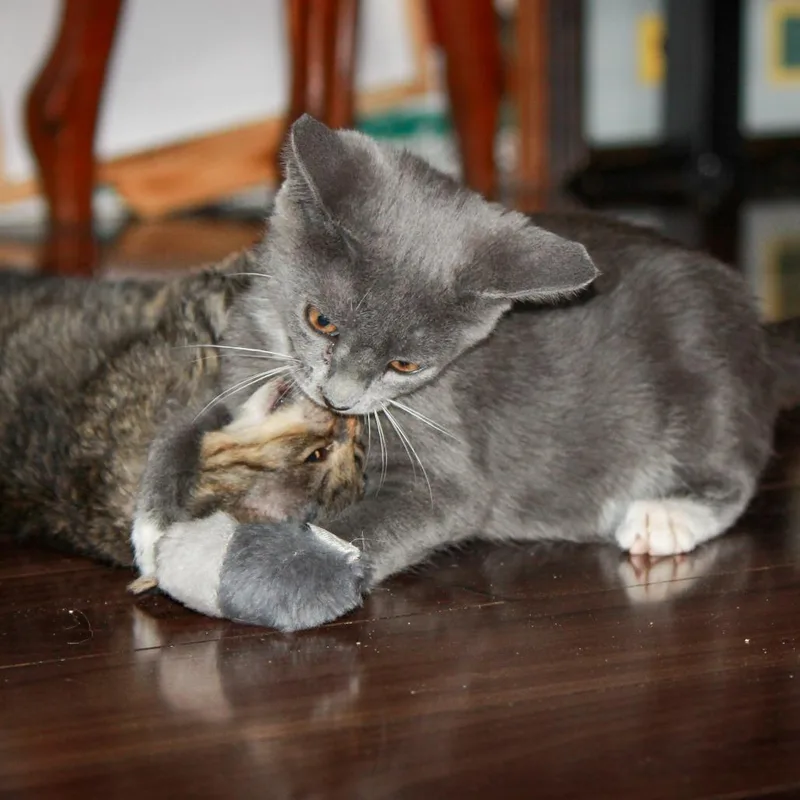 A young medium-sized female Gray & White Domestic Short Hair cat named Na'vi for adoption in Parkland, FL