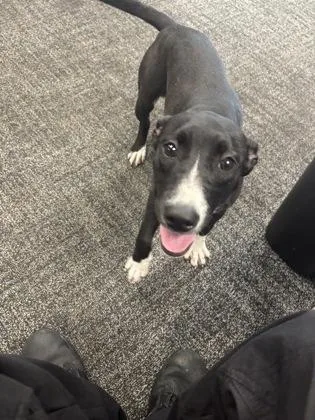 A baby medium-sized female Mixed Breed dog named Dottie for adoption in West Chester, PA