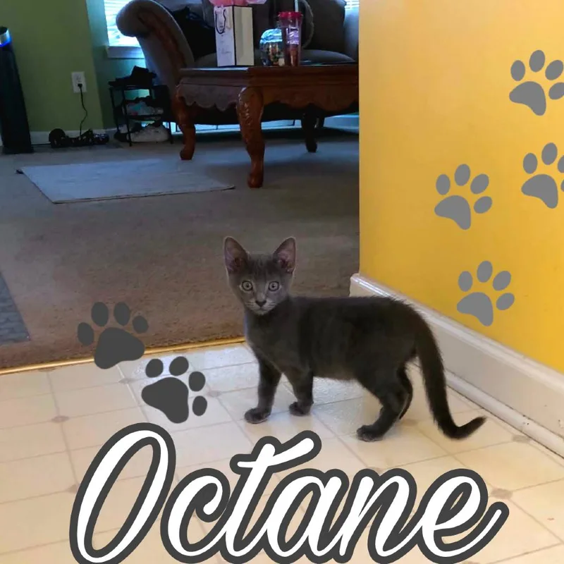 A baby small-sized male Gray / Blue / Silver Domestic Short Hair cat named Octane for adoption in White, GA