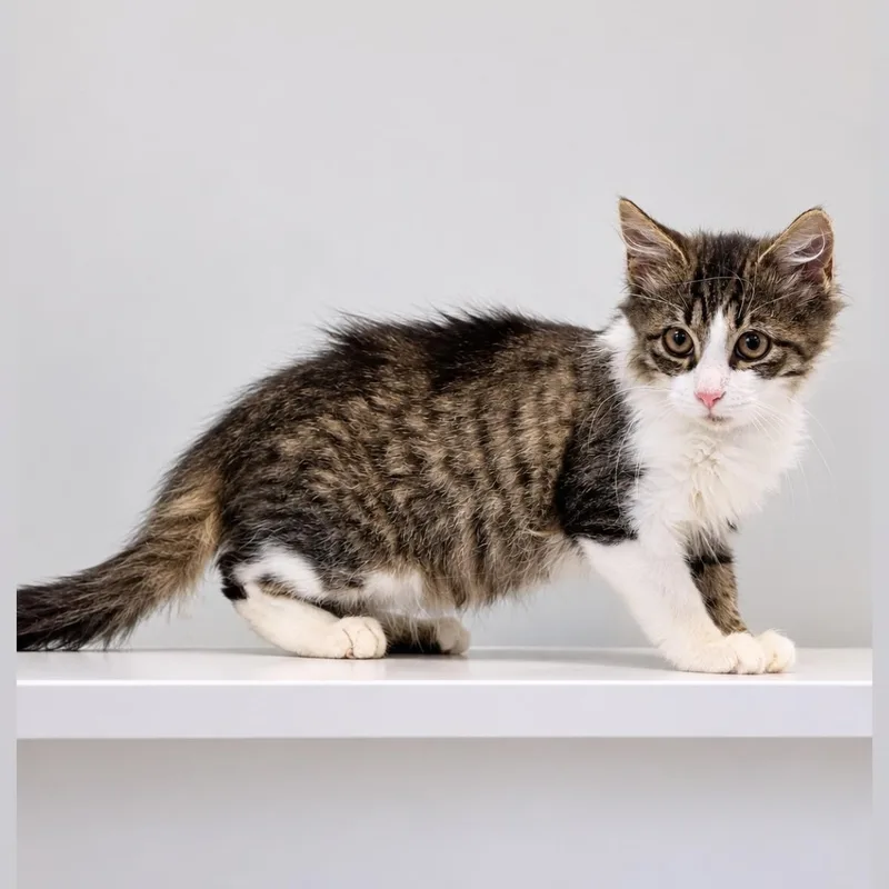 A young medium-sized male White Domestic Long Hair cat named Whisky for adoption in Syosset, NY