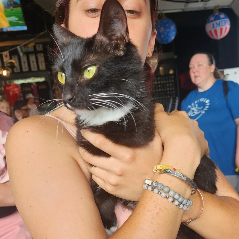 A young small-sized female Black & White / Tuxedo Domestic Medium Hair cat named Fiona for adoption in Buford, GA