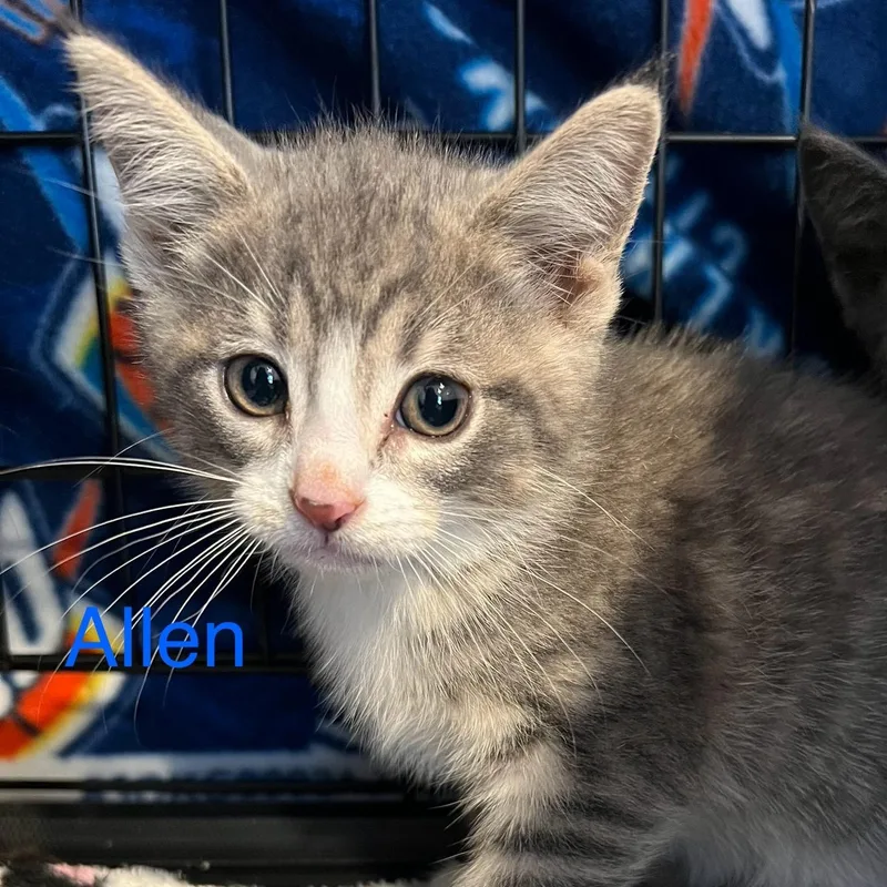 A baby small-sized male Tabby (Gray / Blue / Silver) Domestic Short Hair cat named Allen for adoption in Davisburg, MI