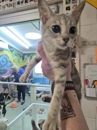 A baby small-sized female Domestic Short Hair cat named Dandelion for adoption in Savannah, GA