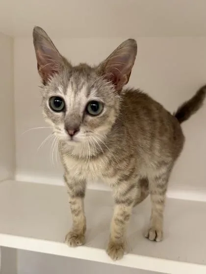 Dandelion thumbnail 3