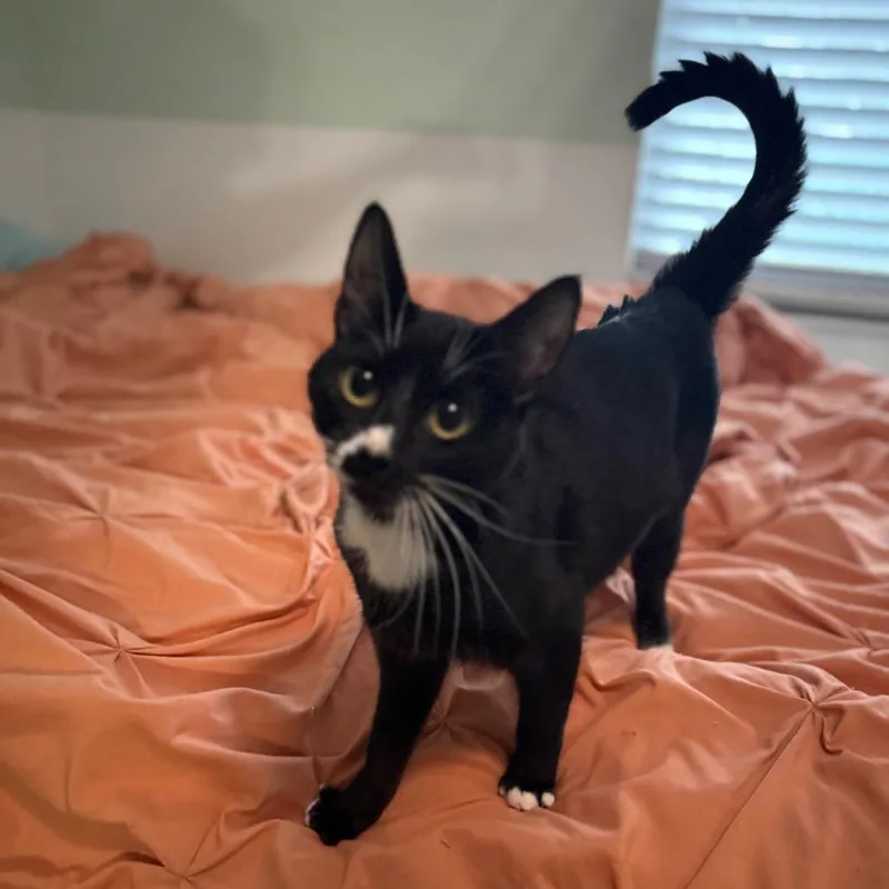 An adult small-sized female Black Domestic Short Hair cat named Lulu for adoption in TITUSVILLE, FL