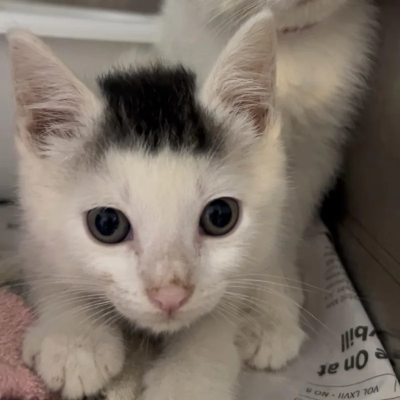 A baby small-sized male White Turkish Van cat named Larry for adoption in Manheim, PA