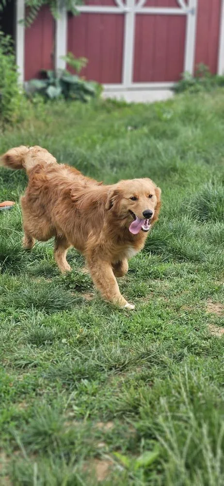 A baby medium-sized male Red / Chestnut / Orange Golden Retriever dog named Jesse for adoption in Troy, VA