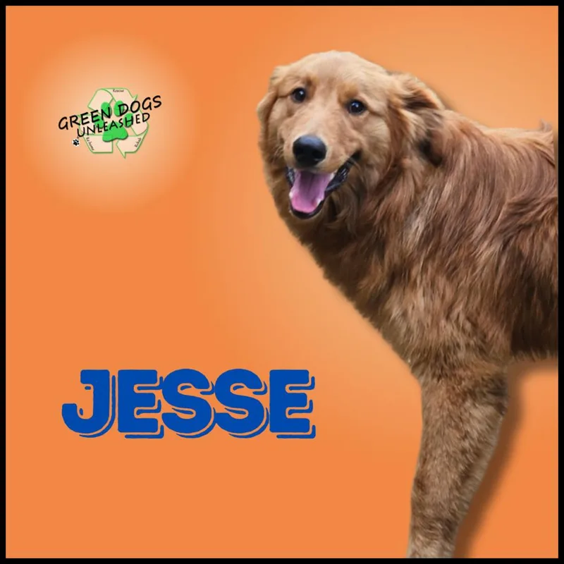 Jesse thumbnail 4