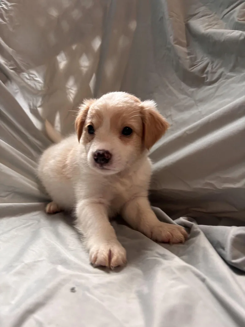 A baby small-sized male Terrier dog named Matcha Jul   for adoption in Pacolet, SC