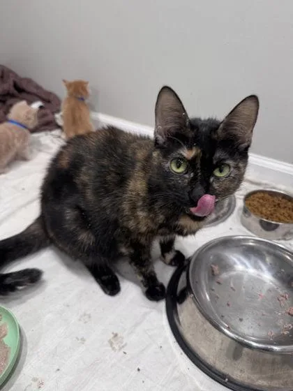 A young medium-sized female Domestic Short Hair cat named Starr for adoption in Hobart, IN