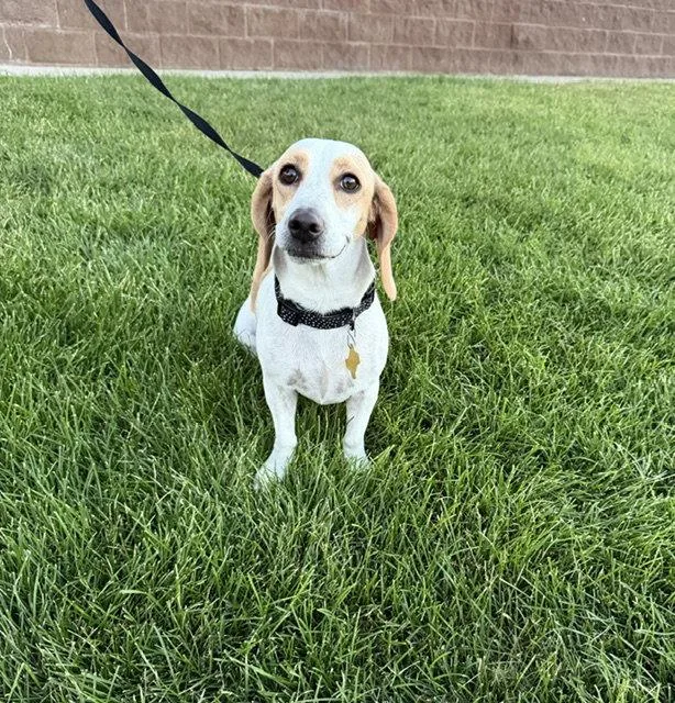 An adult medium-sized female Beagle dog named WhoopsADaisy for adoption in Salt Lake City, UT