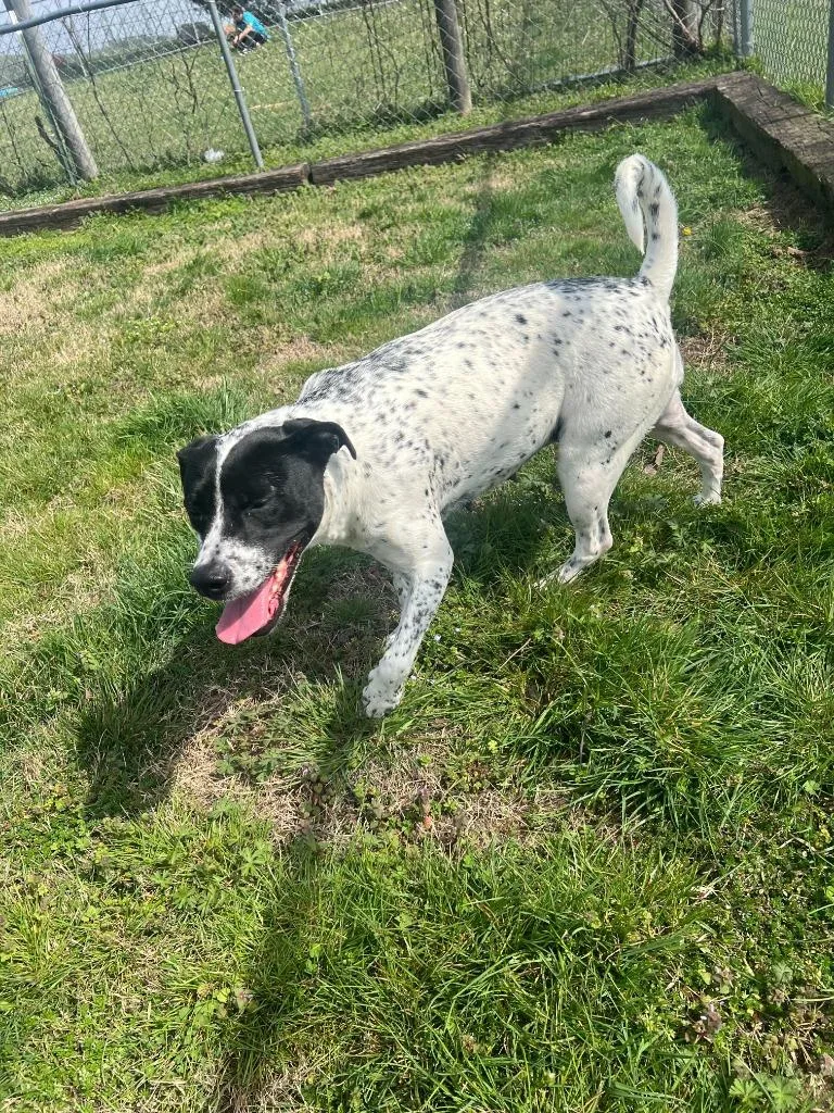 A young large-sized female Retriever dog named Audrey for adoption in Chickamauga , GA