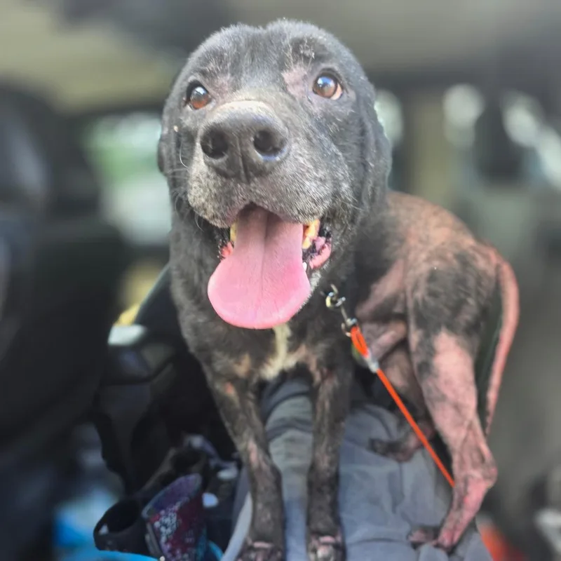 Dozer