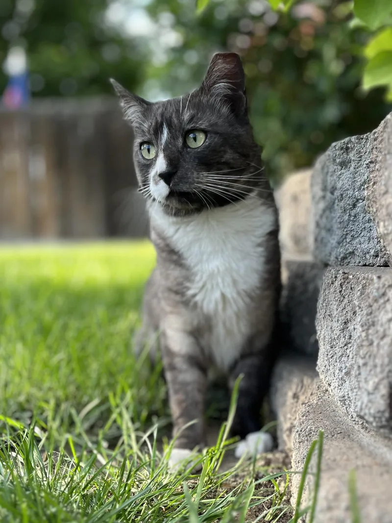 An adult large-sized male Tabby (Brown / Chocolate) American Shorthair cat named Greg for adoption in Moses Lake, WA