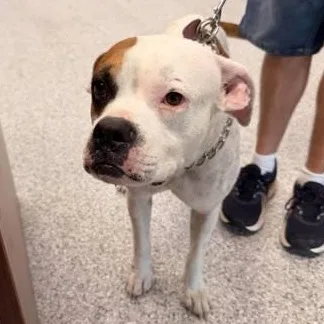 An adult medium-sized male White / Cream Boxer dog named Liberty for adoption in Converse, TX