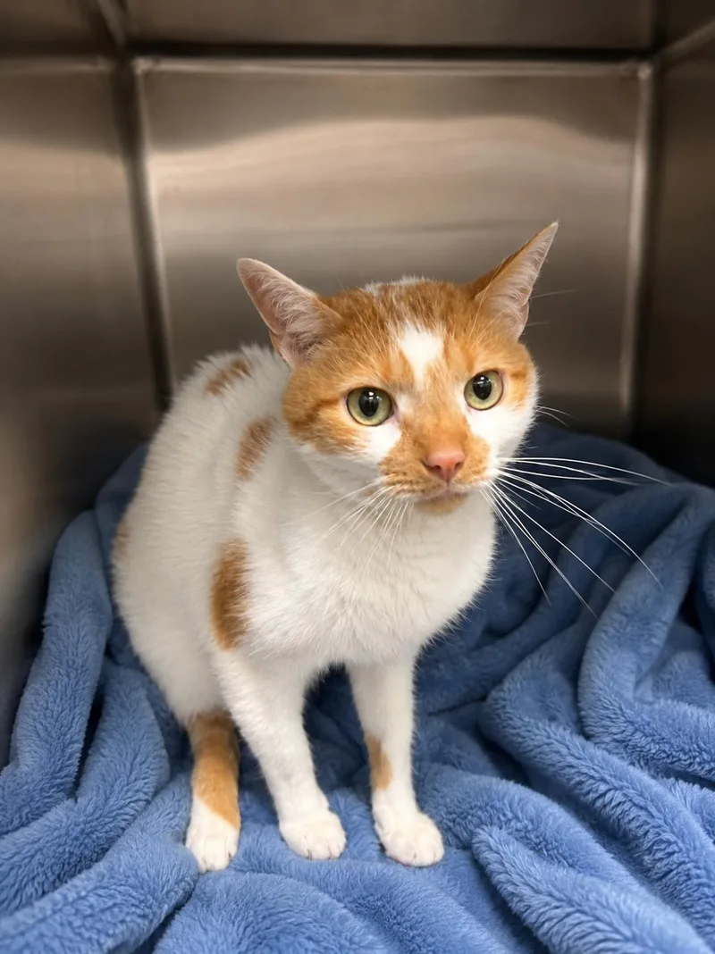 An adult medium-sized male Orange & White Domestic Short Hair cat named Gaylord for adoption in Joliet, IL