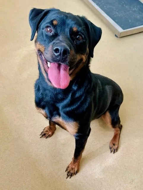 A young medium-sized female Rottweiler dog named Roxanne for adoption in Derwood, MD