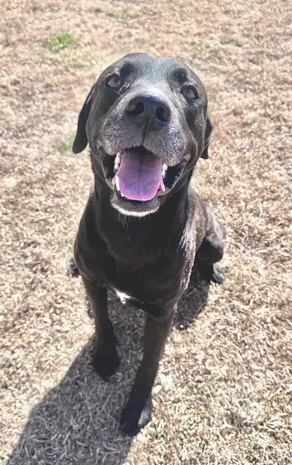 Black Ice thumbnail 2