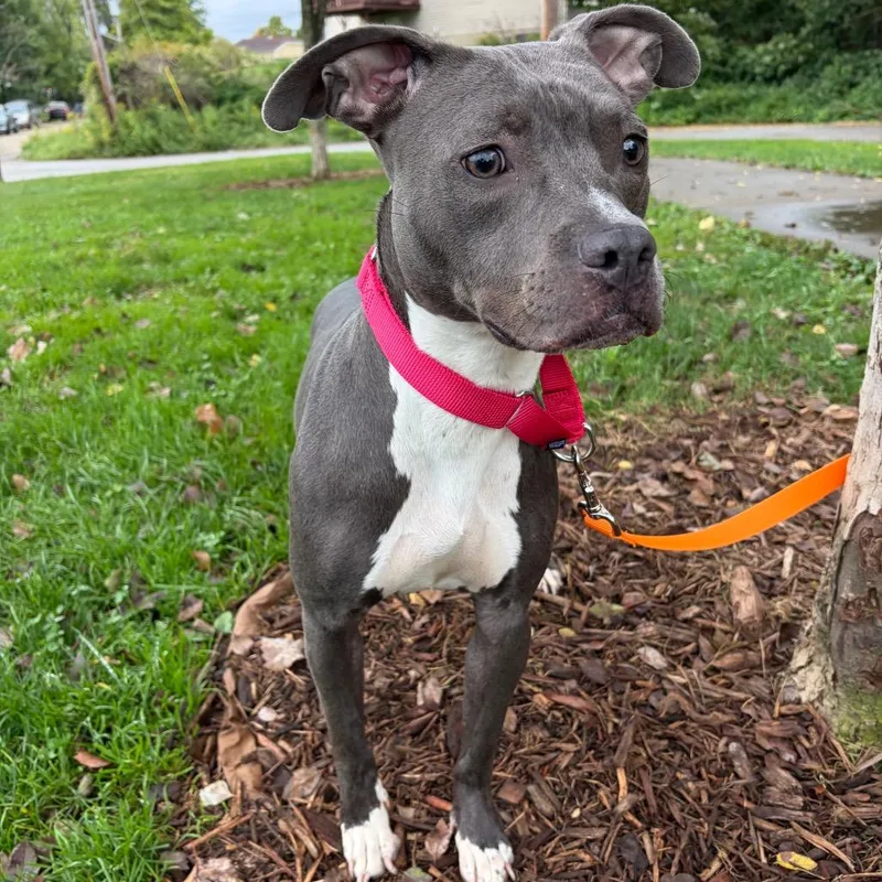 An adult medium-sized female Gray / Blue / Silver Mixed Breed dog named Squash for adoption in Pittsburgh, PA