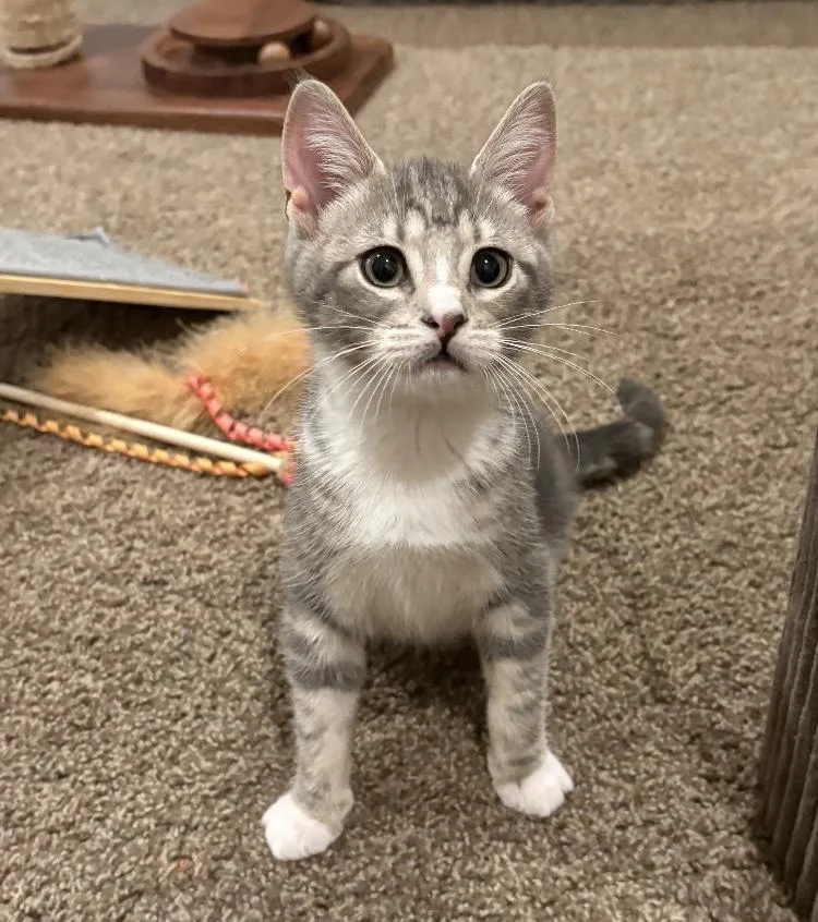 A baby small-sized female Domestic Short Hair cat named Indie for adoption in Turnersville, NJ