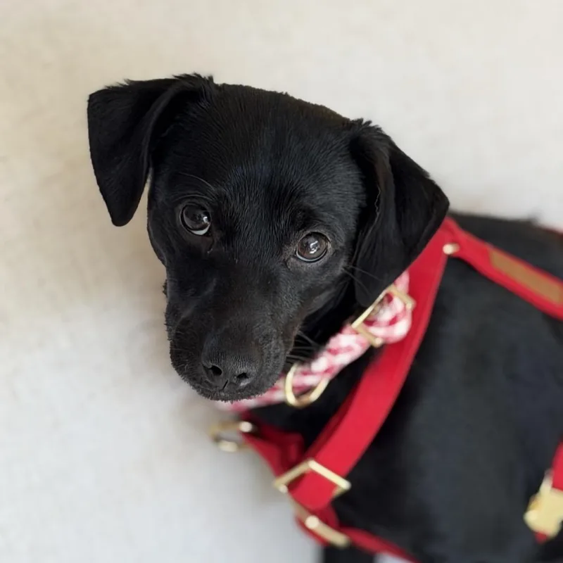 A young small-sized female Black Chihuahua dog named Mia Goth for adoption in San Diego, CA