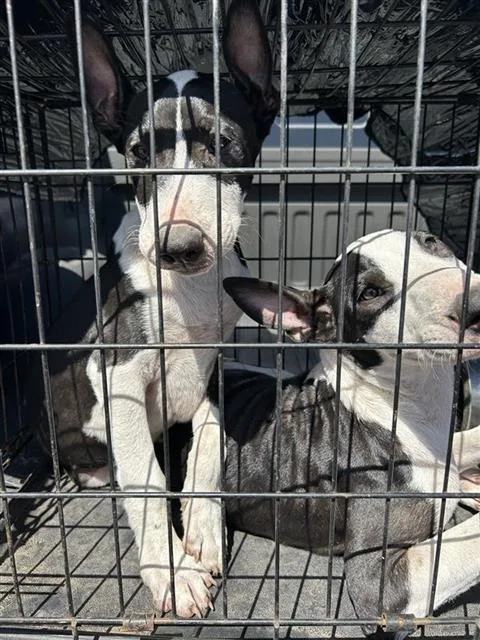 A baby small-sized male Bull Terrier dog named Blake for adoption in San Antonio, TX